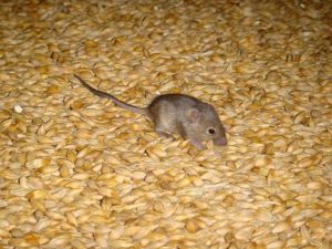 Mouse in grain
