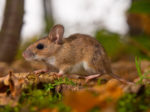 yellow necked mouse