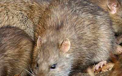 The reality of rodenticide resistance