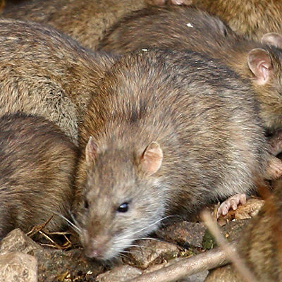 The reality of rodenticide resistance
