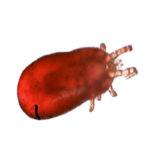 red poultry mite