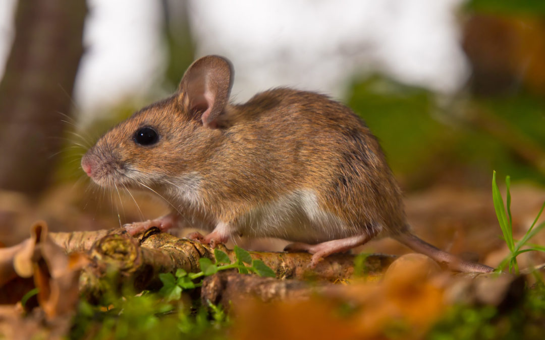 yellow necked mouse